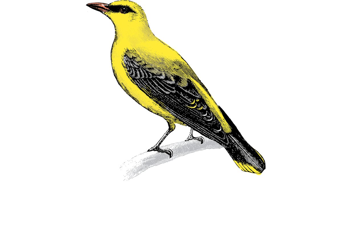 Oriole